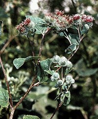 Лопух большой