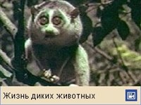 Лори (видео)