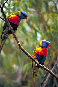 Лори (радужные лорикеты)