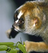 Лори (толстый лори)