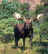 Лось (североамериканский)