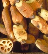 Лотос (корневища)