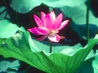 Лотос (растение)