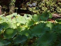 Лотос орехоносный – Nelumbo nucifera Gaertn. (1)