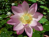 Лотос орехоносный – Nelumbo nucifera Gaertn. (3)