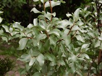 Лох колючий – Elaeagnus pungens Thunb.