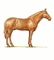 Лошади (русская рысистая)