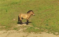 Лошадь Пржевальского