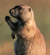 Луговая собачка (в степи)