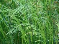 Луговик дернистый, щучка – Deschampsia caespitosa (L.) Beauv. (1)