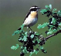 Луговой чекан (самец)