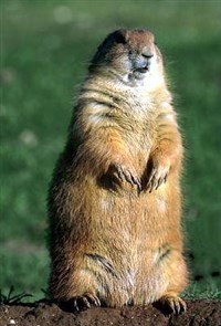 Луговые собачки