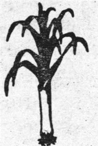 Лук (символ)