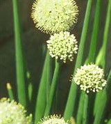 Лук (цветение)
