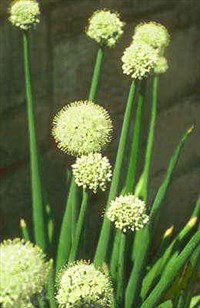 Лук (цветение)