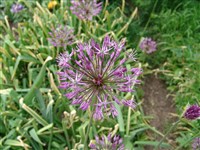 Лук Кристофа, беловолосистый, персидская звезда – Allium christophii Trautv. (1)