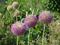 Лук Маклея – Allium macleanii Bak.