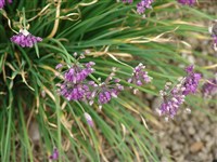 Лук Фаррера – Allium farreri Stearn.