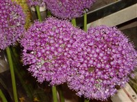 Лук гигантский – Allium giganteum Regel