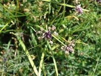 Лук желтый – Allium flavum L.