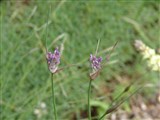 Лук килеватый – Allium carinatum L. (3)