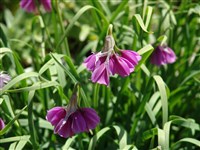 Лук нарциссоцветковый – Allium narcissiflorum Vill.