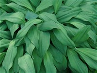 Лук победный, черемша – Allium victorialis L. (1)