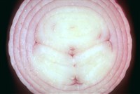 Лук репчатый (1)