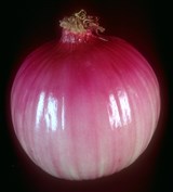 Лук репчатый (2)