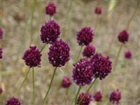 Лук рокамболь – Allium scorodoprasum L. (1)