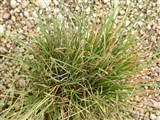 Лук рокамболь – Allium scorodoprasum L. (2)