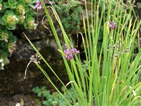 Лук сиккимский, тибетский – Allium sikkimense Bak.