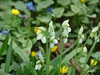 Лук странный – Allium paradoxum (Bieb) G.Don.