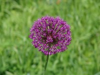 Лук темно пурпурный – Allium atropurpureum Waldst. & Kit.