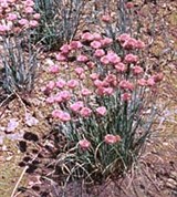 Лук шейнопразум