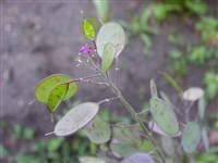 Лунник однолетний, лунник двулетний – Lunaria annua L. (1)