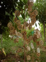 Лунник однолетний, лунник двулетний – Lunaria annua L. (2)