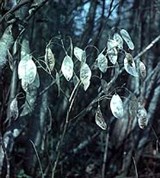 Лунник оживающий