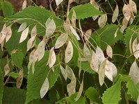 Лунник оживающий – Lunaria rediviva L.
