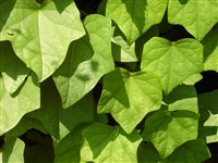 Лунносемянник даурский – Menispermum davuricum DC.