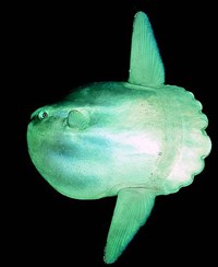 Луны-рыбы (Рыба-луна)