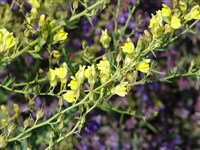 Льнянка дроколистная – Linaria genistifolia (L.) Mill.