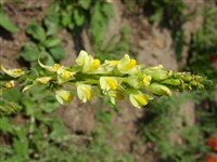 Льнянка обыкновенная – Linaria vulgaris Mill.