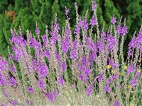 Льнянка пурпурная – Linaria purpurea (L.) Mill. (1)