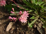 Льюизия котиледон – Lewisia cotyledon (S.Wats.) Robinson. (2)
