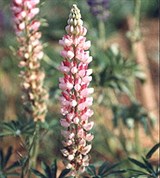 Люпин (декоративный)