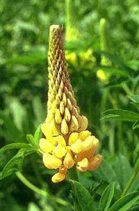 Люпин (желтый)