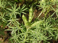 Люпин желтый – Lupinus luteus L.
