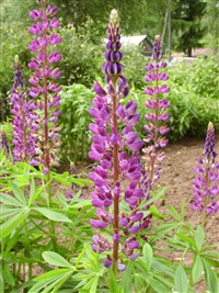 Люпин многолетний – Lupinus perennis L.