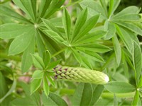 Люпин многолистный – Lupinus polyphyllus Lindl.